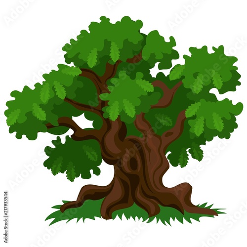 A deciduous oak tree with green leaves and fresh grass isolated on white background. Vector cartoon close-up illustration.