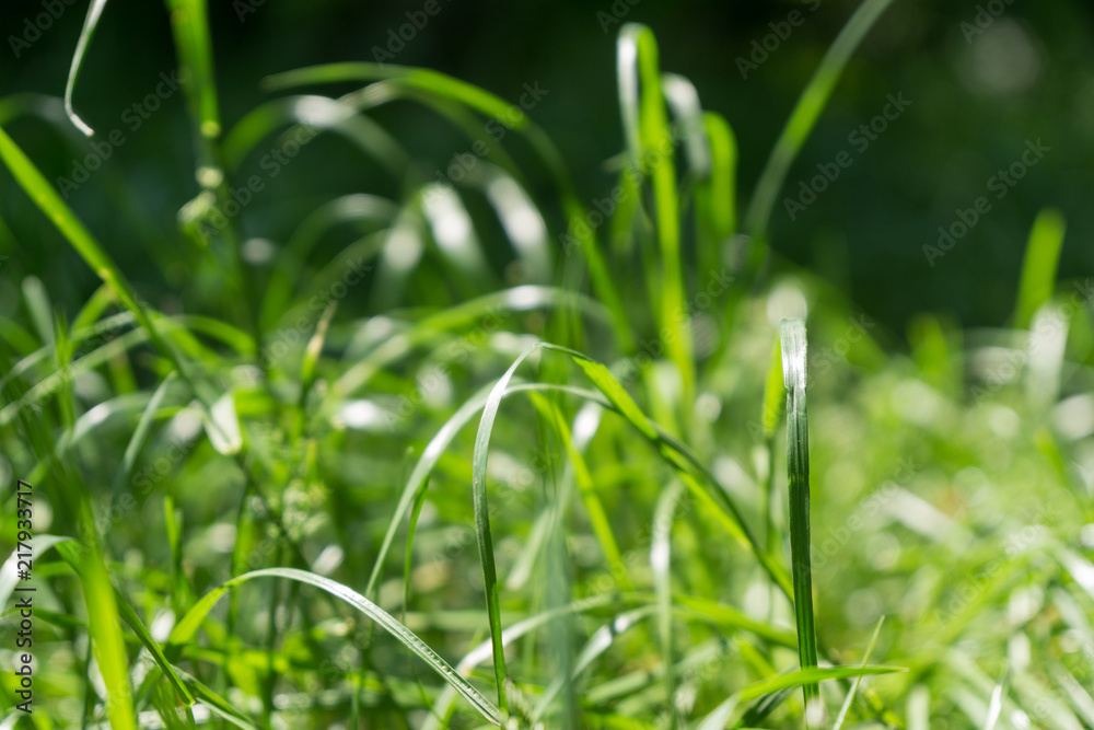 Grass on the meadow. Slovakia