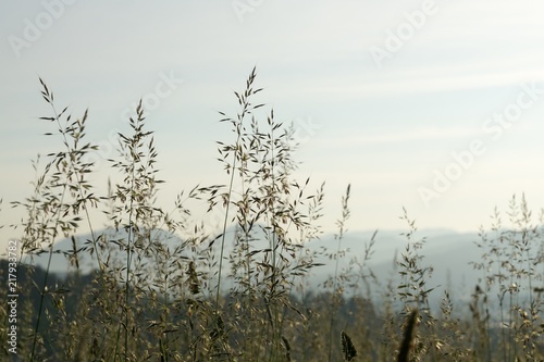 Grass on the meadow. Slovakia