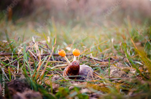 lovely snail figure made out of autumn fruits