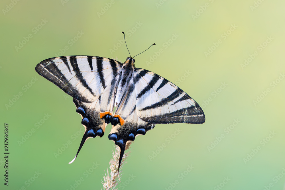 Scarce swallowtail - Iphiclides podalirius Scarce swallowtail - Iphiclides podalirius