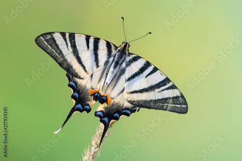 Scarce swallowtail - Iphiclides podalirius photo
