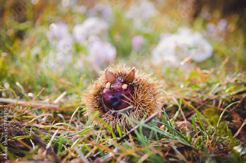 chestnut animal figure in nature