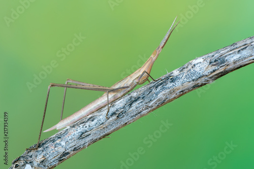 cone-headed grasshopper - Acrida ungarica