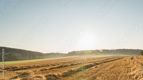 Abgeerntetes Feld am Morgen mit Stroh