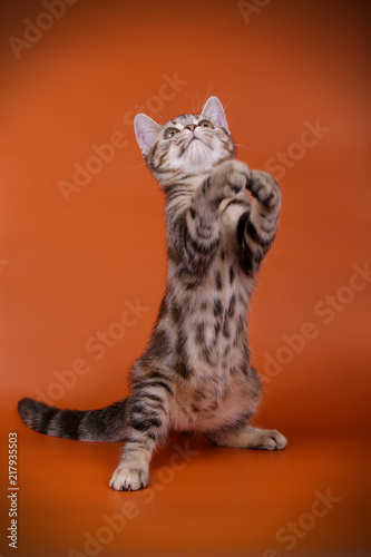 studio photography of an American shorthair cat on colored backgrounds © Aleksand Volchanskiy