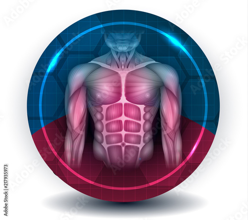 Fit body muscles, torso and arms, beautiful colorful icon