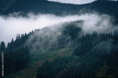 Forested mountain slope in low lying cloud with the evergreen conifers shrouded in mist in a scenic landscape view, Carpathian Ukrane © Sergey