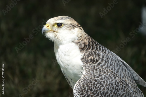 Obraz na płótnie Falcon-05 w salonie
