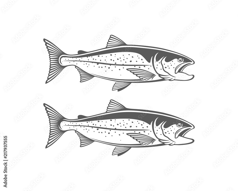 fish salmon fish salmon