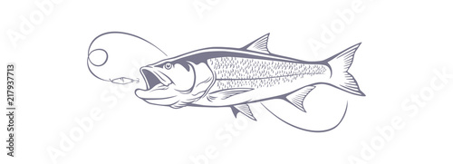 fish aspius
