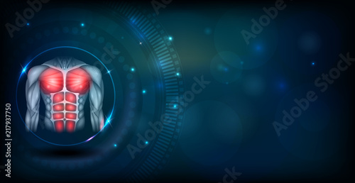 Muscles of the human body, torso and arms, beautiful colorful illustration on an abstract dark blue background.