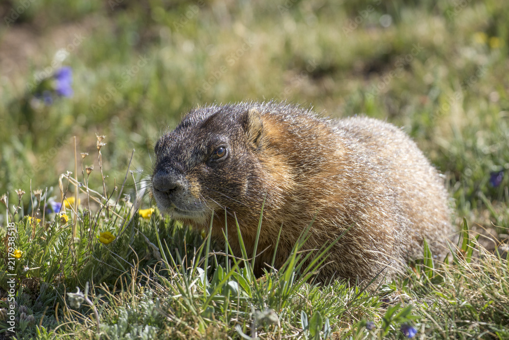 Marmot, Rocky Mountain National Park, Colorado, USA Marmot, Rocky Mountain National Park, Colorado, USA