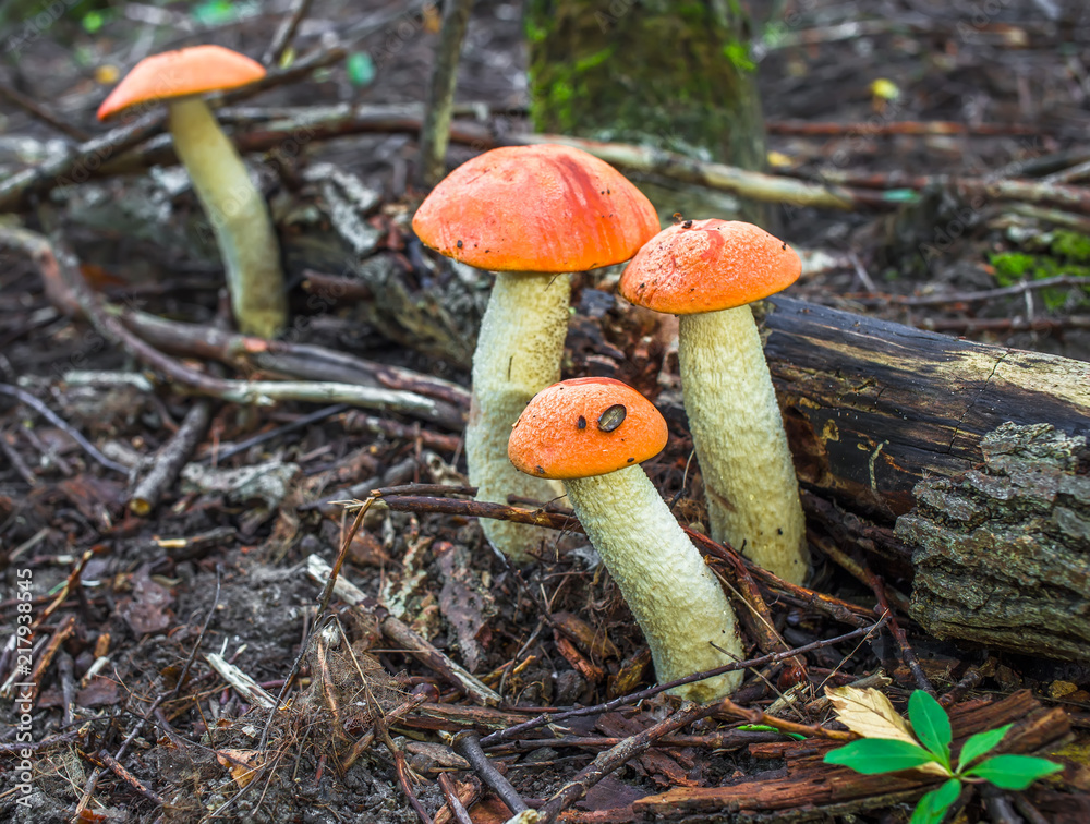 Mushroom family in autumn forest scene. Mushrooms in autumn forrest. Mushroom in autumn forest close up Mushroom family in autumn forest scene. Mushrooms in autumn forrest. Mushroom in autumn forest close up
