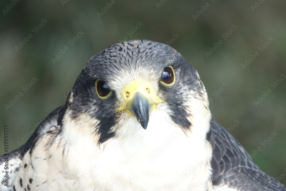 Falcon's head-02