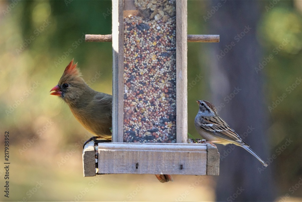 Naklejka premium A pair of female cardinal bird and house sparrow bird perching on the wooden feeder enjoy eating and watching on the blurry garden background, Autumn in GA USA.