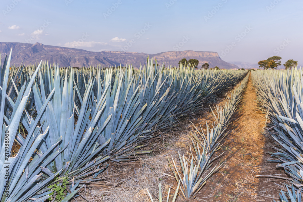 Fototapeta premium Tequila agave Landscape