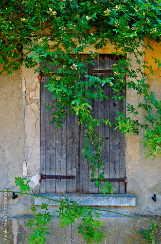 Vintage Window Sutters and Vine, Giverny, France photo