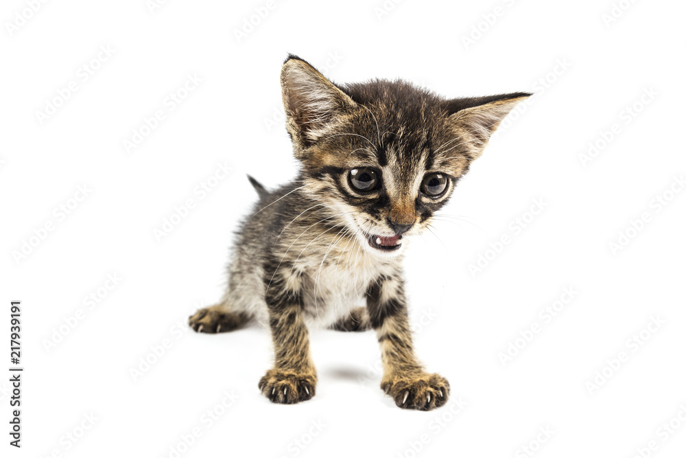 Tabby kitten looking embarrassedly to the camera, white background with blank