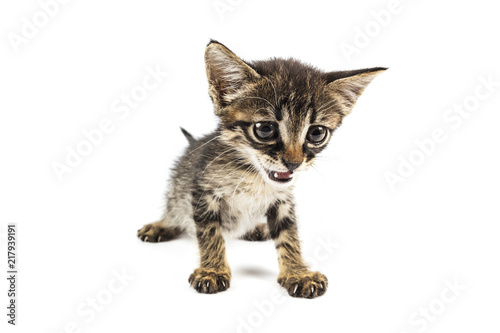 Tabby kitten looking embarrassedly to the camera, white background with blank photo