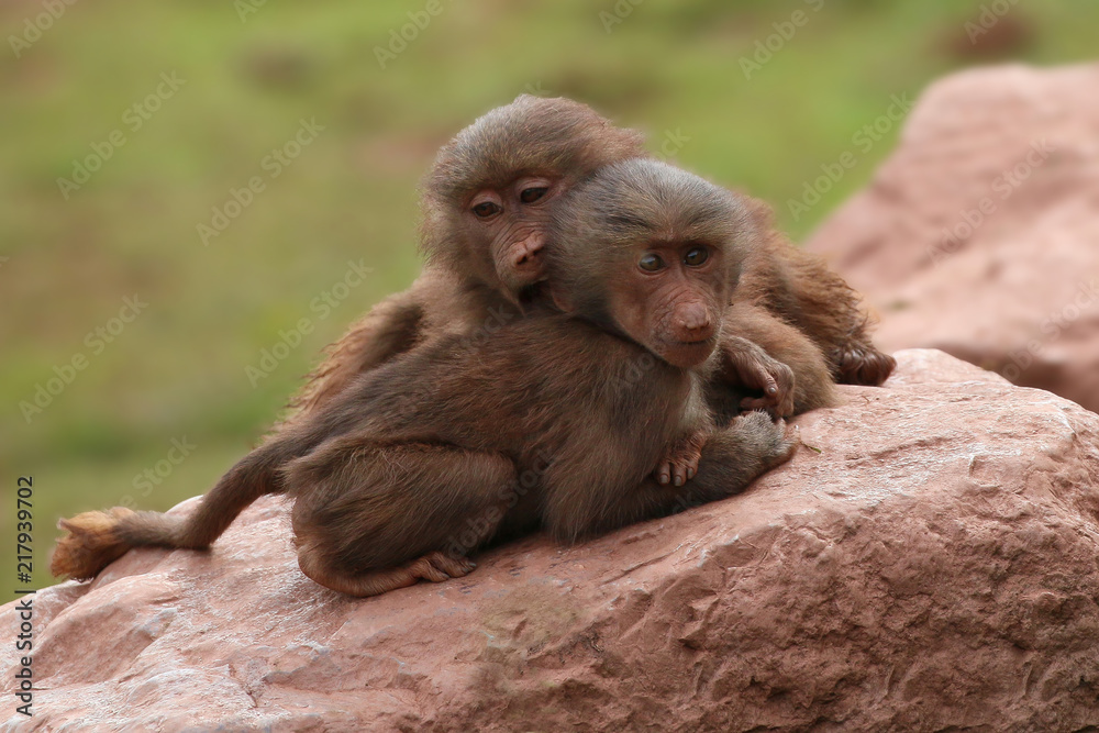 Fototapeta premium Hamadryas Baboon animal