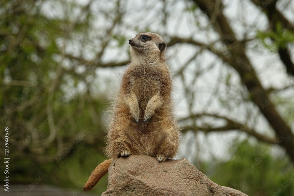 Meerkat-01
