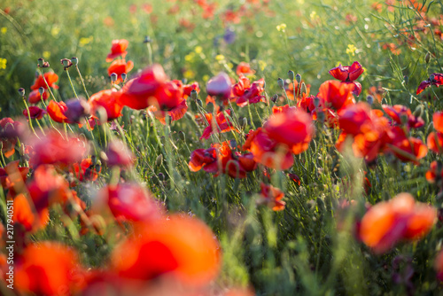 Fototapeta Naklejka Na Ścianę i Meble -  Blooming poppy field on a sunny summer day, close-up, Latvia