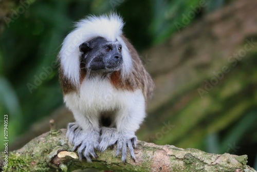 Cotton Top Tamarin