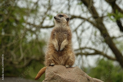 Obraz na płótnie Meerkat-01 w salonie