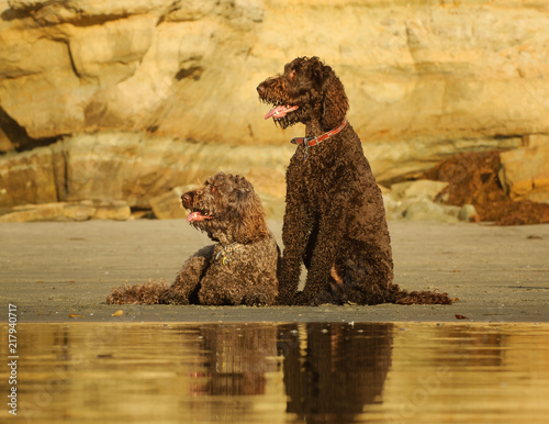 Two Goldendoodles on beach, one lying down, one sitting down