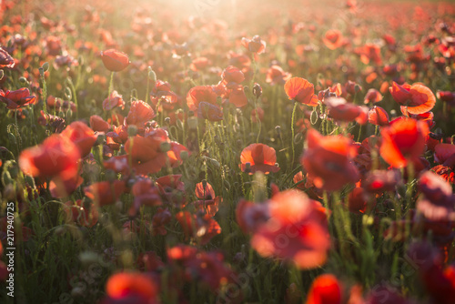 Fototapeta Naklejka Na Ścianę i Meble -  Blooming poppy field on a sunny summer day, close-up, Latvia