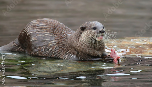 Otter feeding on fish