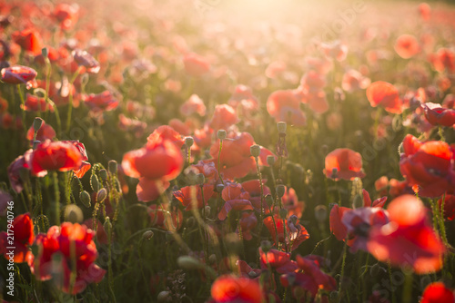 Fototapeta Naklejka Na Ścianę i Meble -  Blooming poppy field on a sunny summer day, close-up, Latvia