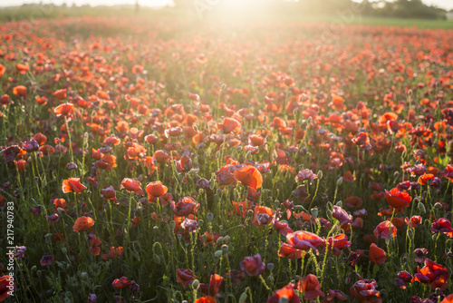 Fototapeta Naklejka Na Ścianę i Meble -  Blooming poppy field on a sunny summer day, close-up, Latvia