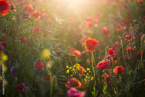 Fototapeta Naklejka Na Ścianę i Meble -  Blooming poppy field on a sunny summer day, close-up, Latvia