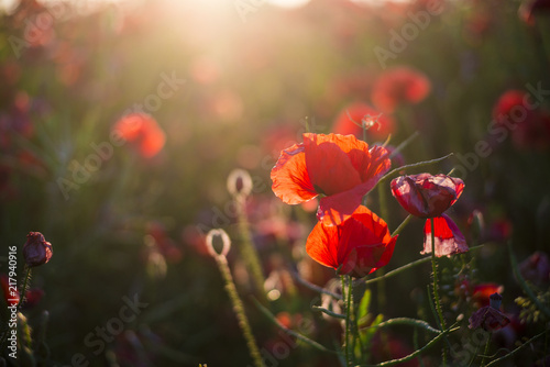 Fototapeta Naklejka Na Ścianę i Meble -  Blooming poppy field on a sunny summer day, close-up, Latvia