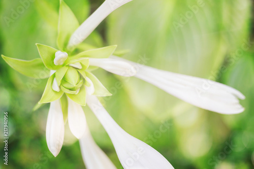 Beautiful white hosta flower. Soft focus image. photo