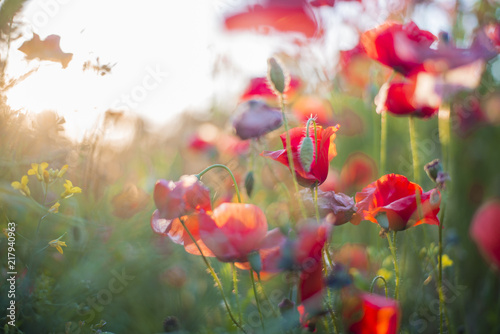 Fototapeta Naklejka Na Ścianę i Meble -  Blooming poppy field on a sunny summer day, close-up, Latvia