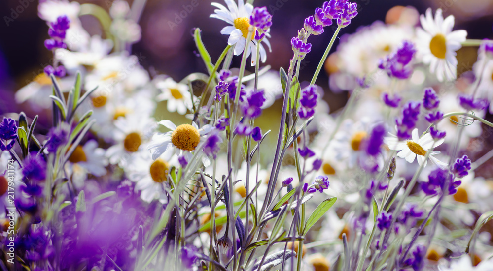 Obraz premium Łąkowe tło z kwiatami lawendy i stokrotki