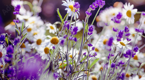 Fototapeta Naklejka Na Ścianę i Meble -  Meadow background with Lavender and Daisy flowers