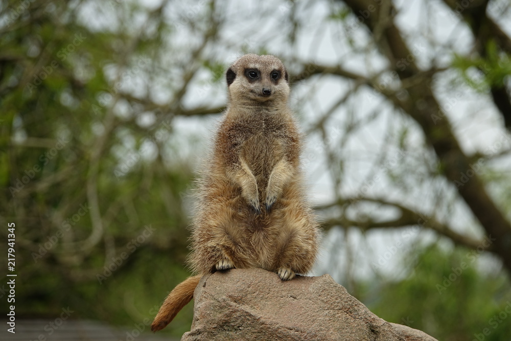 Meerkat-03