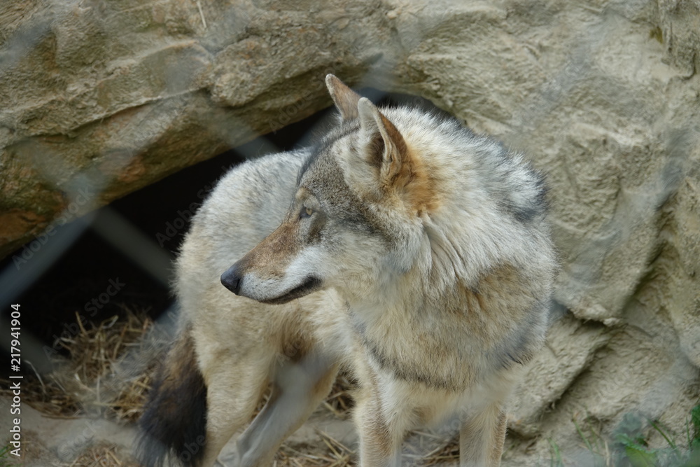 Wolf-01