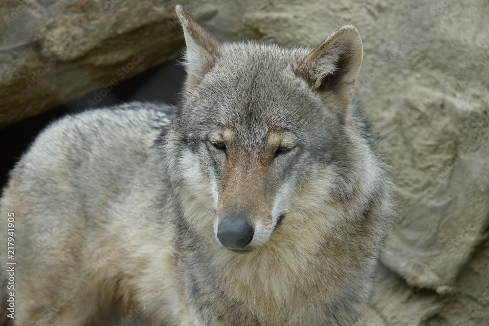 Wolf-02