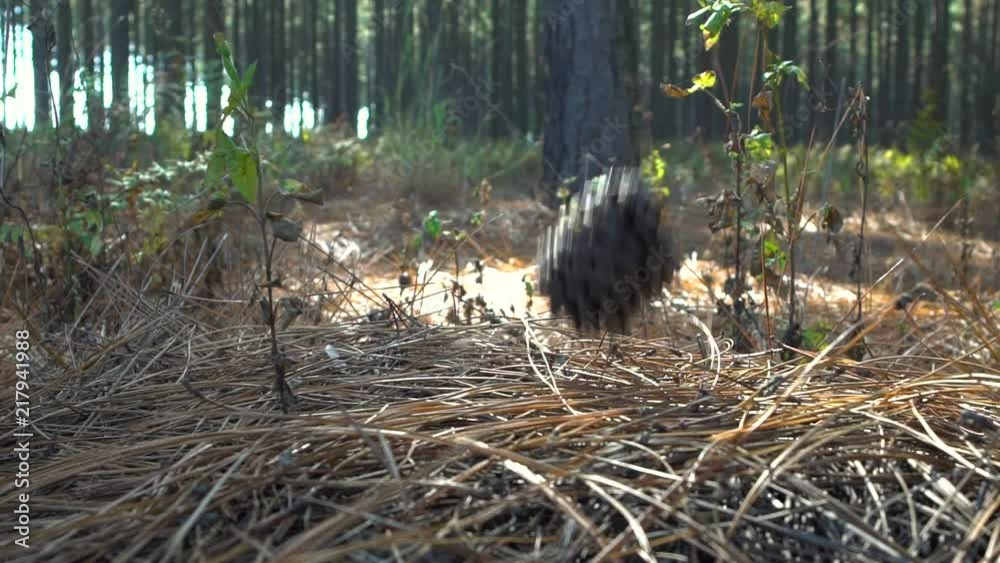 A pinecone falls from a pine tree and lands on a bed of pine needles in the forrest. Slow motion A pinecone falls from a pine tree and lands on a bed of pine needles in the forrest. Slow motion