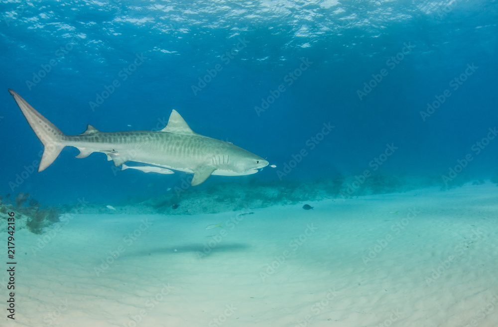 Fototapeta premium Tiger shark at Tigerbeach, Bahamas