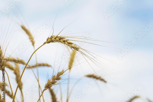 High ripe full-grain cereal close-up in sunny day against blue sky with clouds. Natural agricultural summer rural background