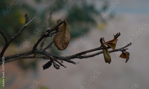 Naturaleza muerta