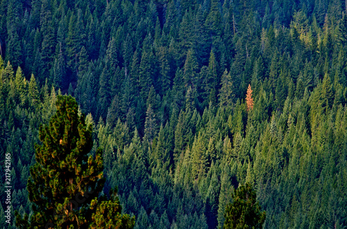 Different than all the Others. One dead tree stands out in forest of green trees, Quincy, California  photo