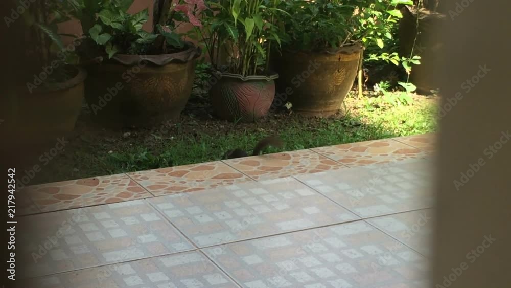 Squirrel stay alert while coming home and captured