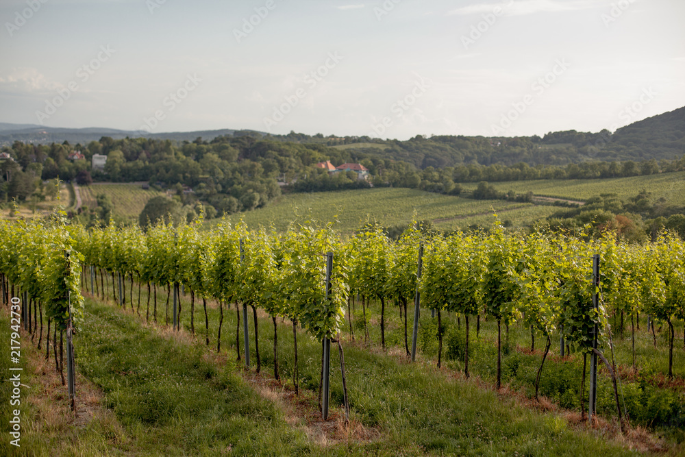 Vineyards landscape in Vienna, Austria Green colored leaves of grapevine lit by the setting sun in summer season with cloudy sky. Suburban cityscape in the background.